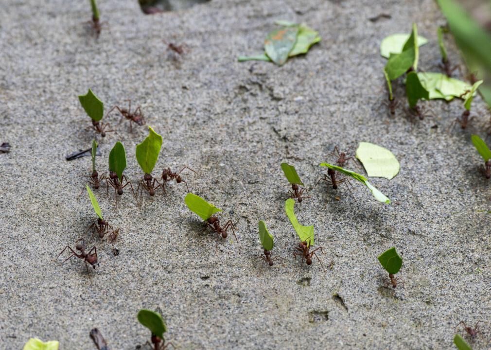 Pollinators come from all walks of life